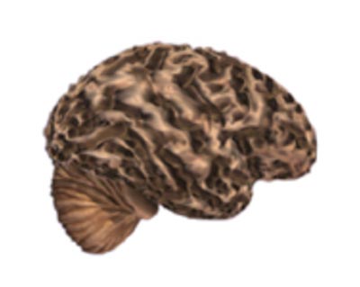 efeitos-alzheimer-cerebro